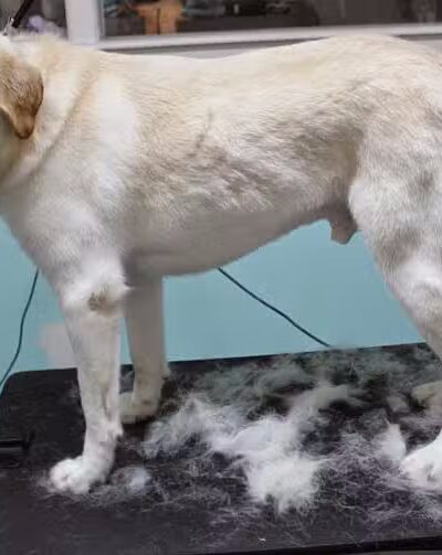 Le Petique Atelier LLC - Rutherford, NJ