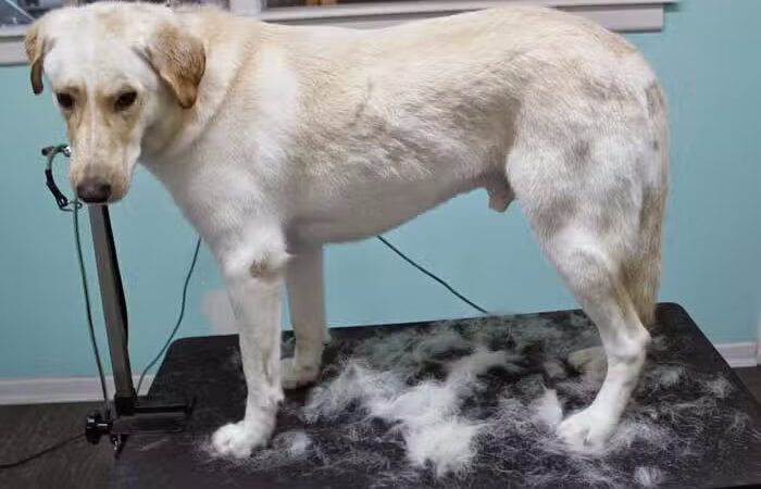 Le Petique Atelier LLC - Rutherford, NJ