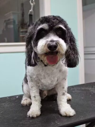 Le Petique Atelier LLC - Rutherford, NJ