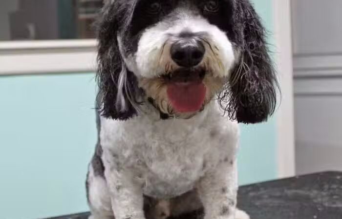 Le Petique Atelier LLC - Rutherford, NJ