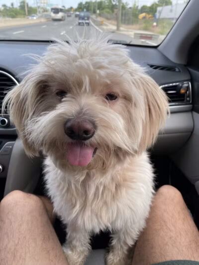 Le Petique Atelier LLC - Rutherford, NJ