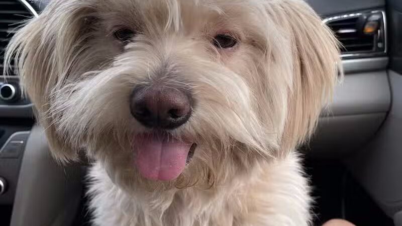 Le Petique Atelier LLC - Rutherford, NJ