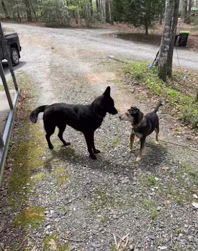 Carolina Canines (sniffspot private dog park rental with hiking and creek access)