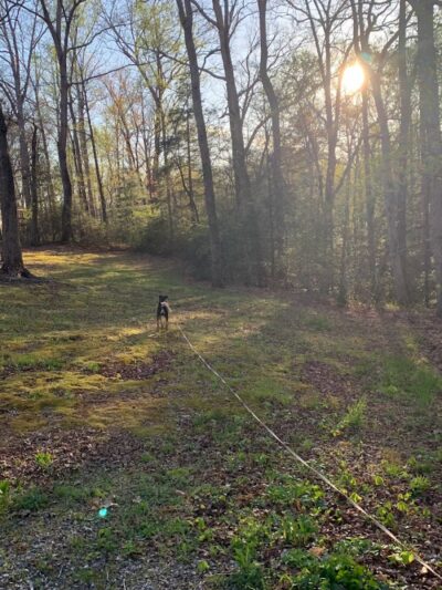 Carolina Canines (sniffspot private dog park rental with hiking and creek access)