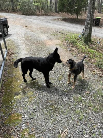 Carolina Canines (sniffspot private dog park rental with hiking and creek access)