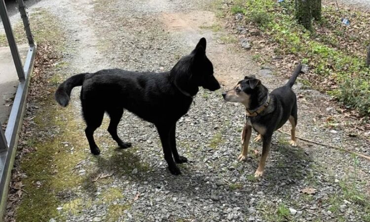 Carolina Canines (sniffspot private dog park rental with hiking and creek access)