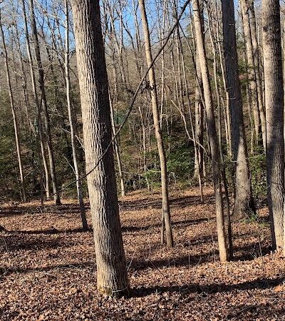 Carolina Canines (sniffspot private dog park rental with hiking and creek access)