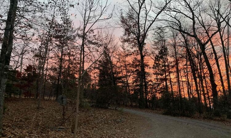 Carolina Canines (sniffspot private dog park rental with hiking and creek access)