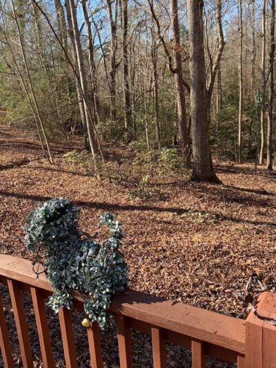 Carolina Canines (sniffspot private dog park rental with hiking and creek access)