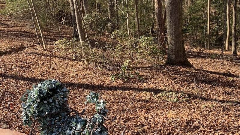 Carolina Canines (sniffspot private dog park rental with hiking and creek access)