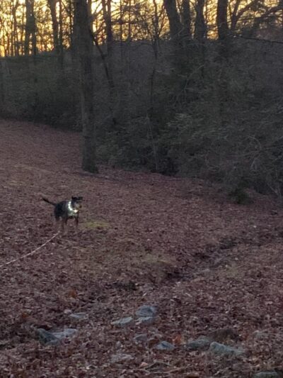 Carolina Canines (sniffspot private dog park rental with hiking and creek access)