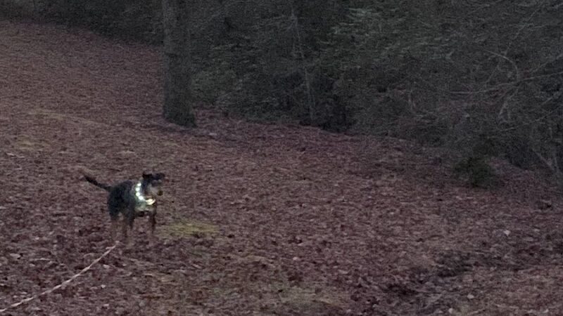 Carolina Canines (sniffspot private dog park rental with hiking and creek access)