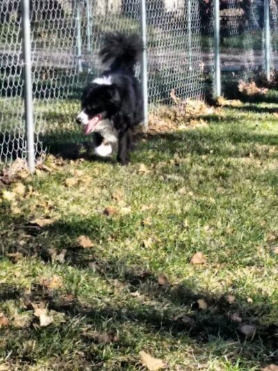 Sabetha Dog Park - Sabetha, KS