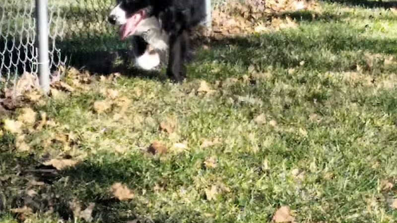Sabetha Dog Park - Sabetha, KS
