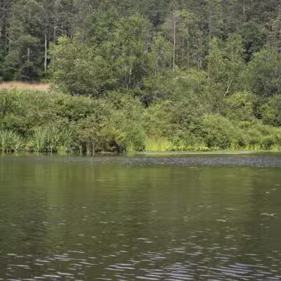 Allegany State Park - Salamanca, NY