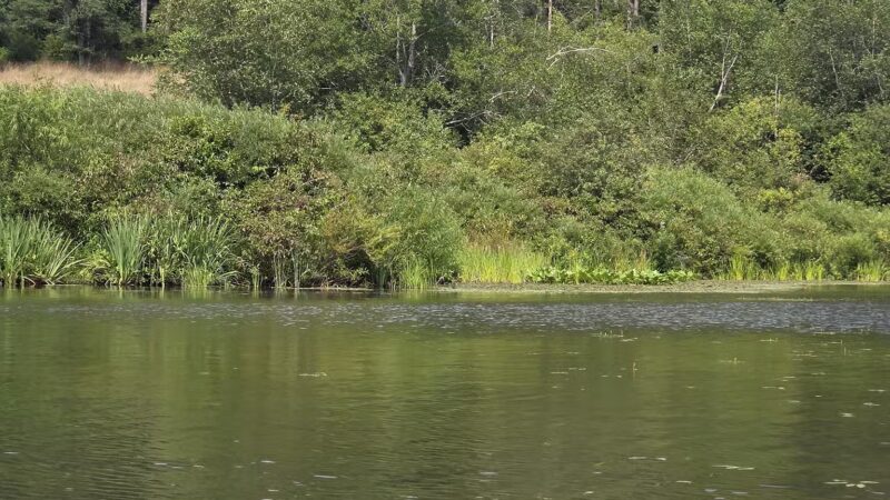 Allegany State Park - Salamanca, NY