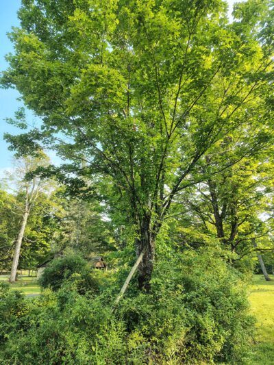 Allegany State Park - Red House Area - Salamanca, NY