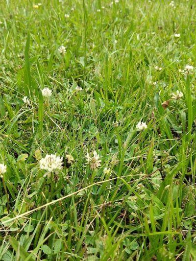 Camp Allegany, Allegany State Park - Salamanca, NY