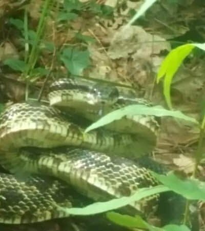 Lower Leggett Rd.Trail Head - Sale Creek, TN