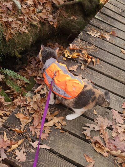 Lower Leggett Rd.Trail Head - Sale Creek, TN