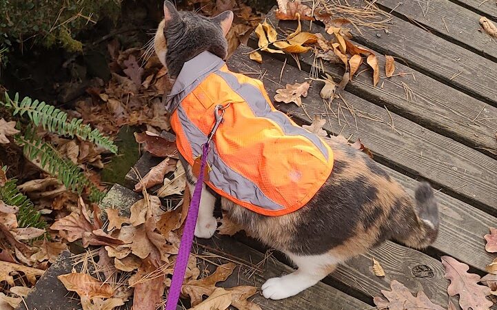 Lower Leggett Rd.Trail Head - Sale Creek, TN