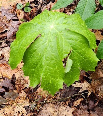 Lower Leggett Rd.Trail Head - Sale Creek, TN