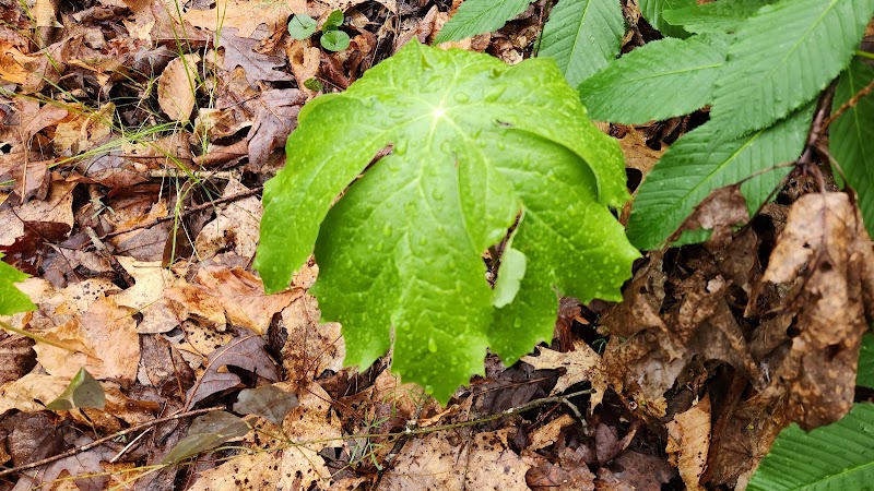 Lower Leggett Rd.Trail Head - Sale Creek, TN