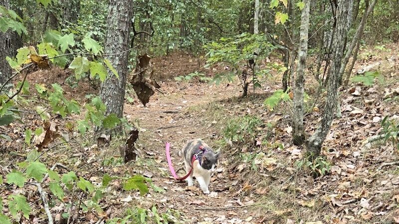 Upper Leggett Trailhead - Sale Creek, TN