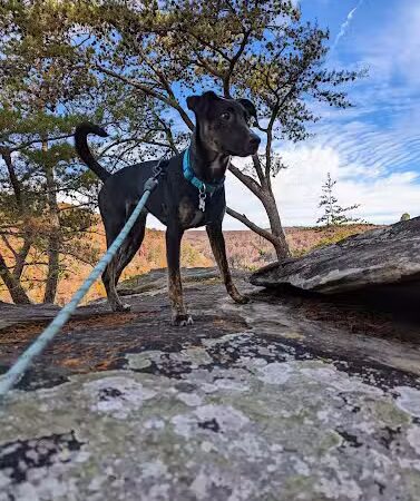 Upper Leggett Trailhead - Sale Creek, TN