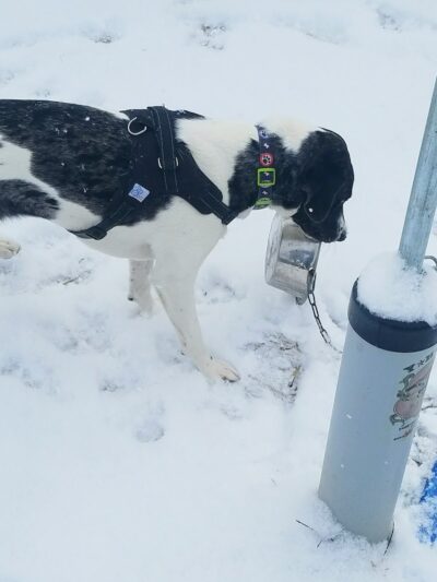Salem Dog Park - Salem, IL
