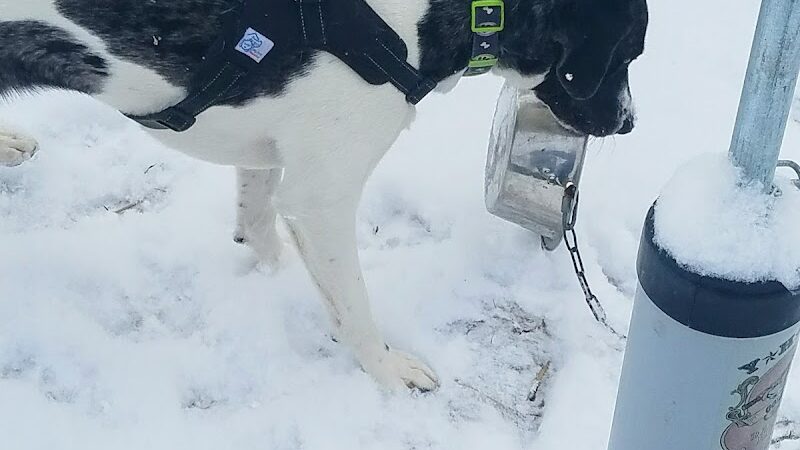Salem Dog Park - Salem, IL