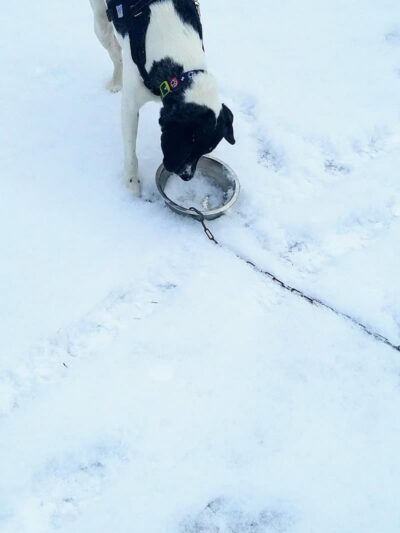 Salem Dog Park - Salem, IL