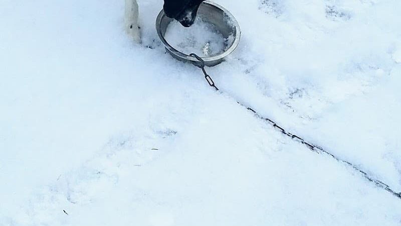 Salem Dog Park - Salem, IL