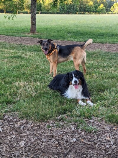 Minto-Brown Island Dog Park - Salem, OR