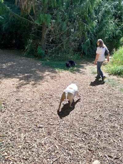 Minto-Brown Island Dog Park - Salem, OR