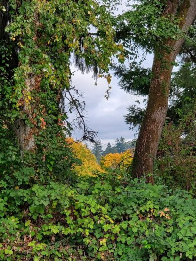 Minto-Brown Island Dog Park - Salem, OR