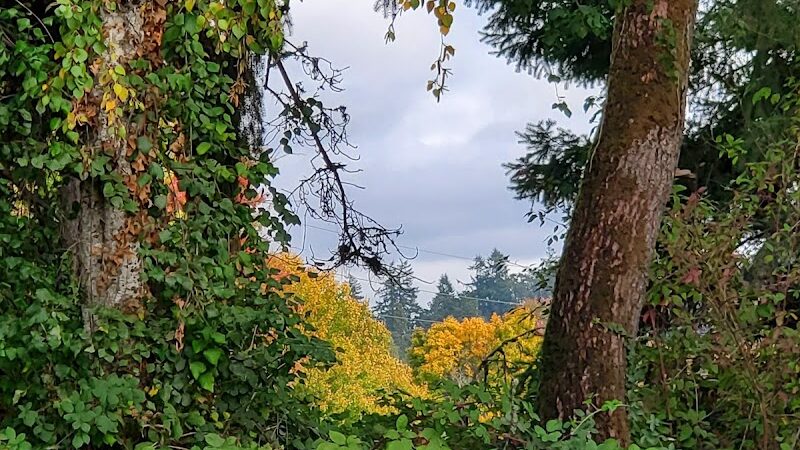 Minto-Brown Island Dog Park - Salem, OR