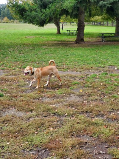 Minto-Brown Island Dog Park - Salem, OR