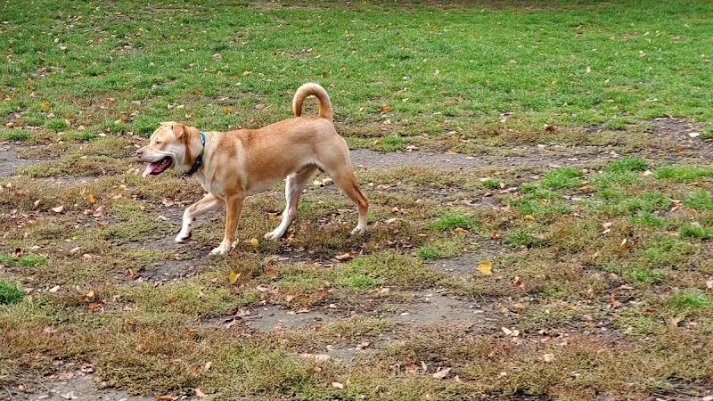 Minto-Brown Island Dog Park - Salem, OR