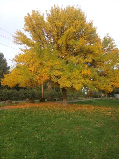 Minto-Brown Island Dog Park - Salem, OR