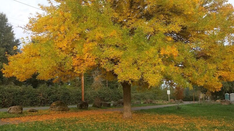 Minto-Brown Island Dog Park - Salem, OR