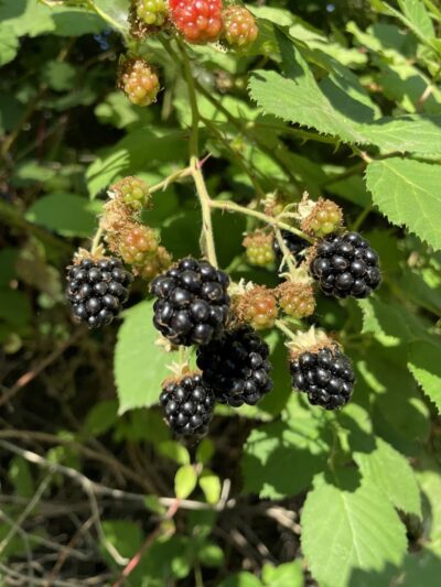 Minto-Brown Island Dog Park - Salem, OR