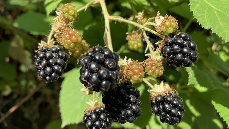 Minto-Brown Island Dog Park - Salem, OR