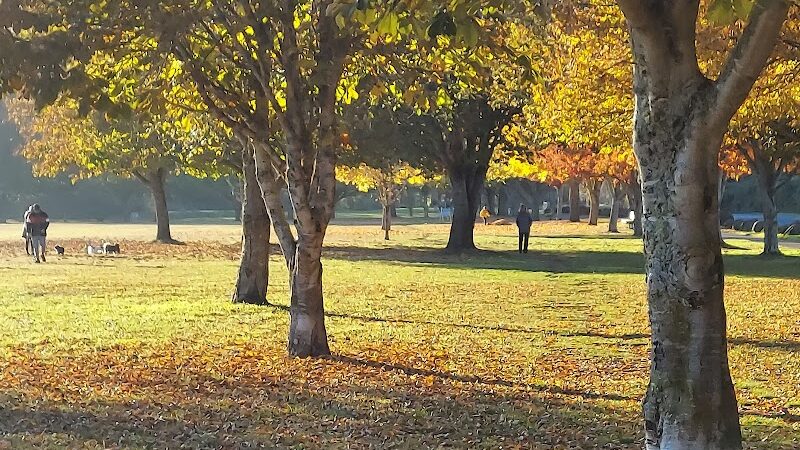 Minto-Brown Island Dog Park - Salem, OR