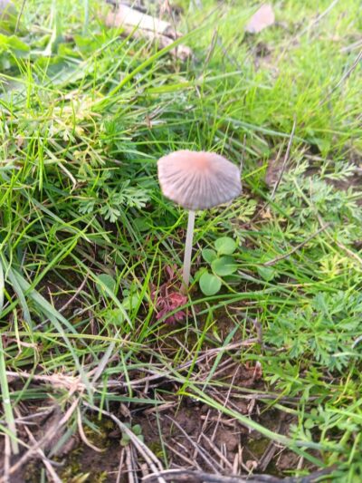 Minto-Brown Island Dog Park - Salem, OR