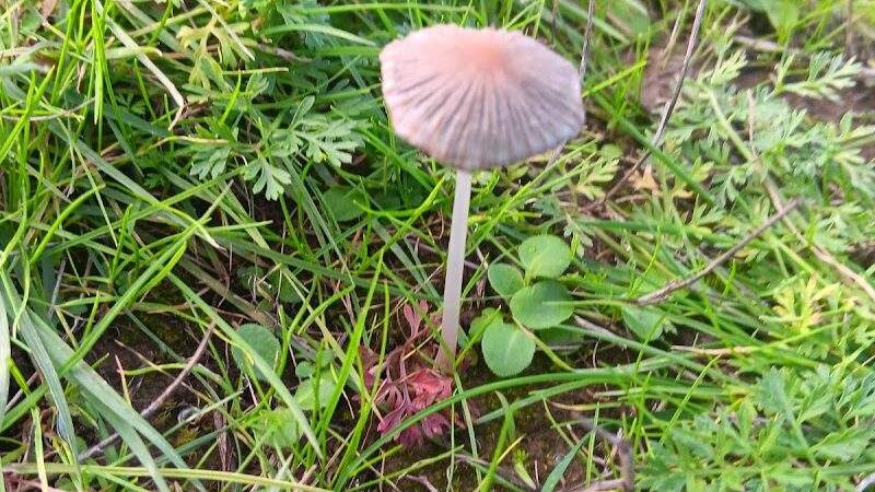 Minto-Brown Island Dog Park - Salem, OR