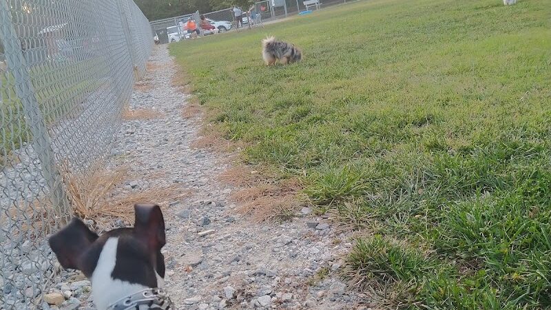 Pitner Dog Park