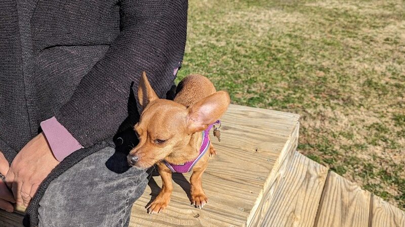 Pitner Dog Park