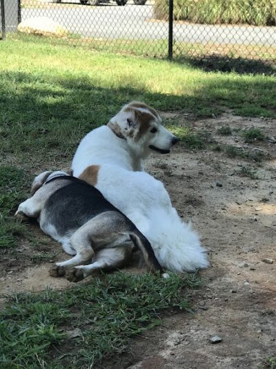 Precious 9 Memorial Dog Park