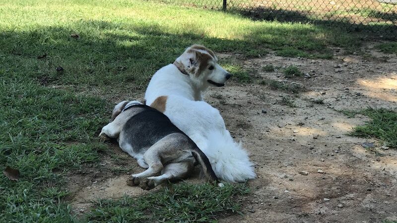 Precious 9 Memorial Dog Park